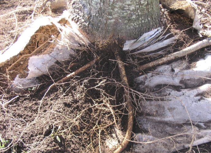 Why landscape fabric is often a bad idea for your garden